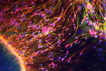 1_Pamies_David_Reaching the sun.jpg